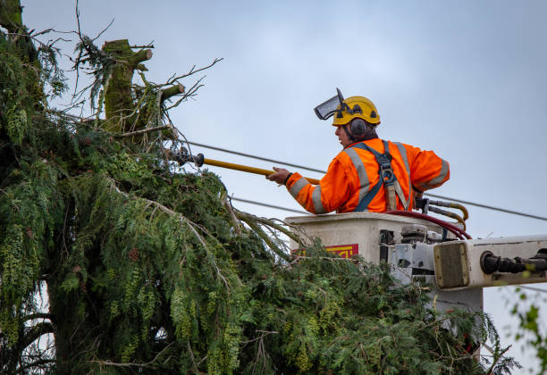 How Our Tree Care Process Works  in  Tuskegee, AL